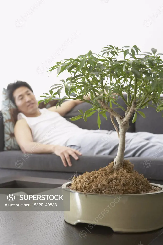 Asian man looking at bonsai tree