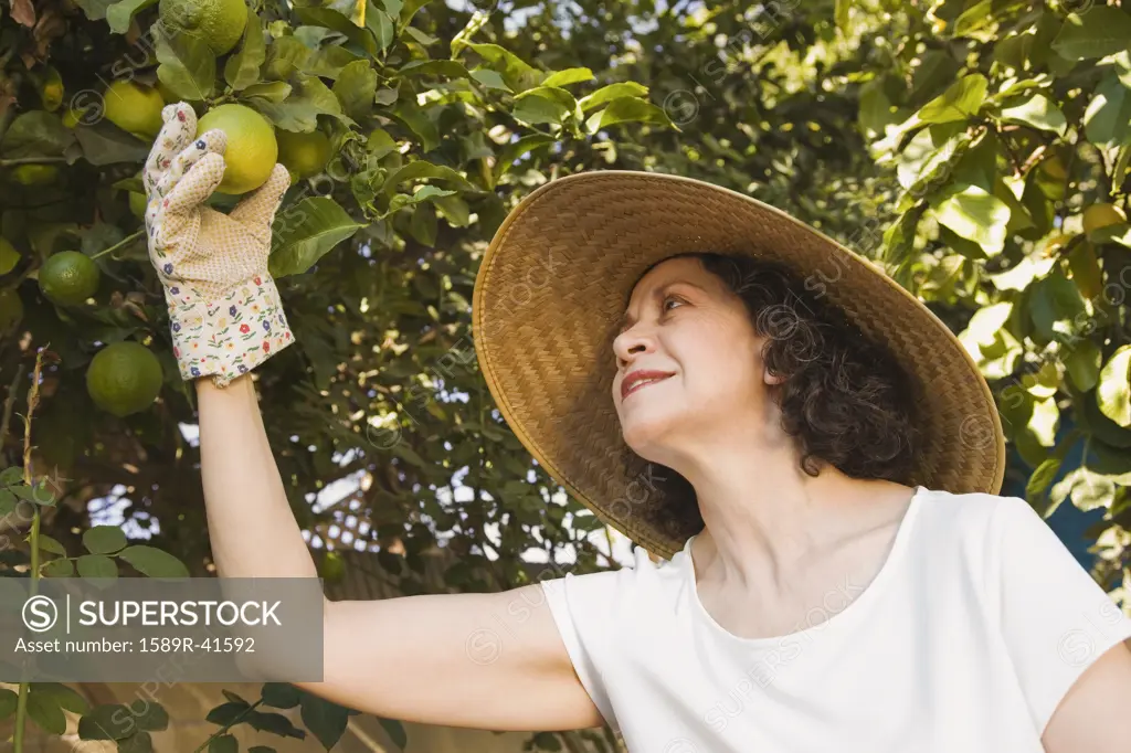 Senior Hispanic woman picking fruit