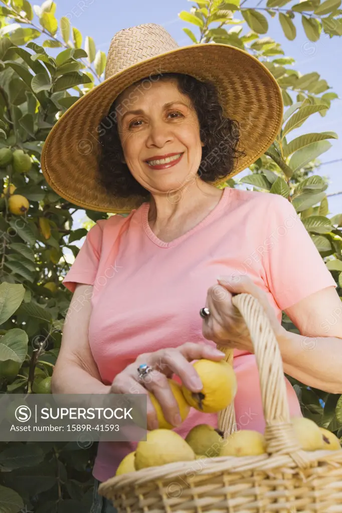Senior Hispanic woman picking fruit