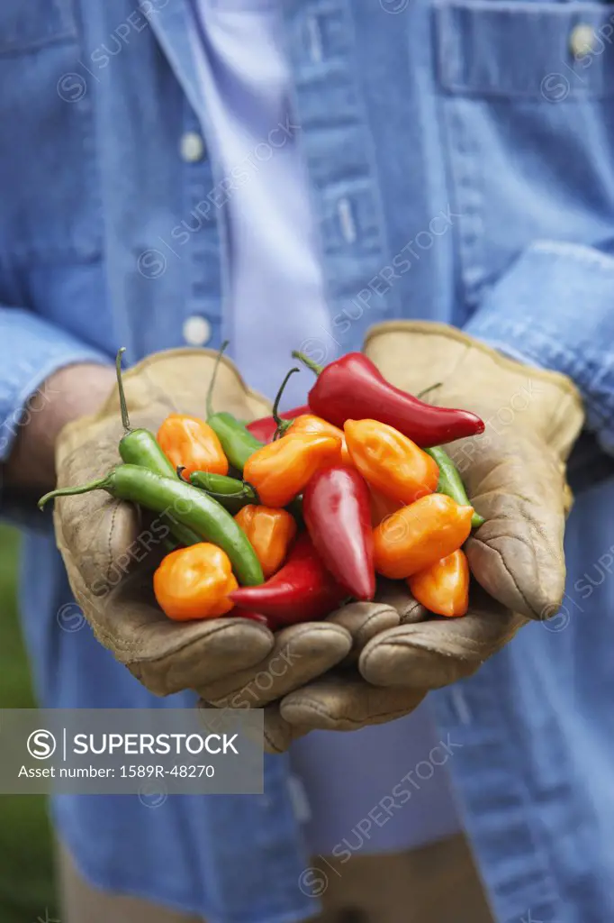 Hispanic man holding peppers