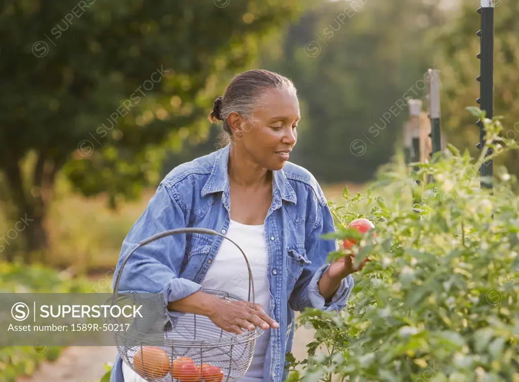 Senior African American woman picking tomatoes