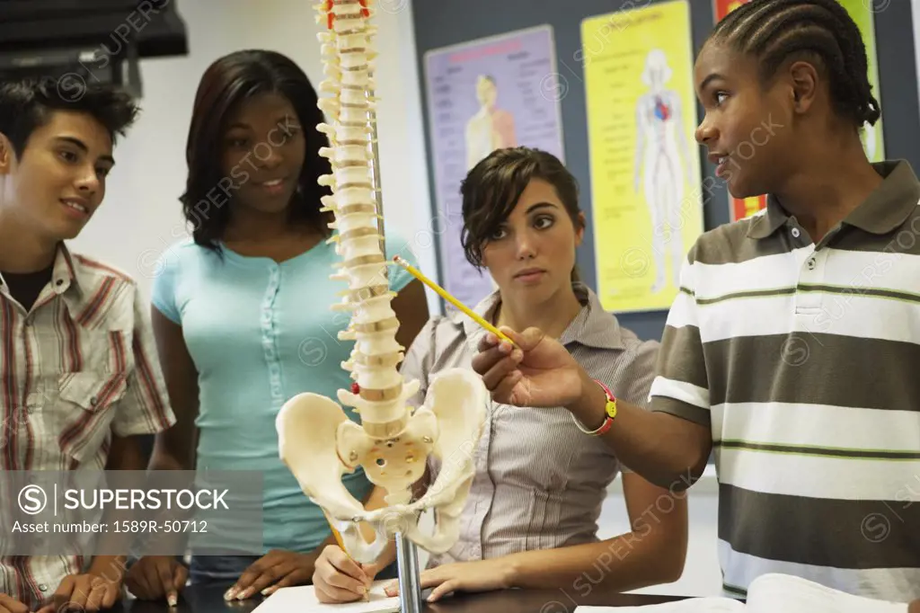 Multi-ethnic teenaged students looking at spine model