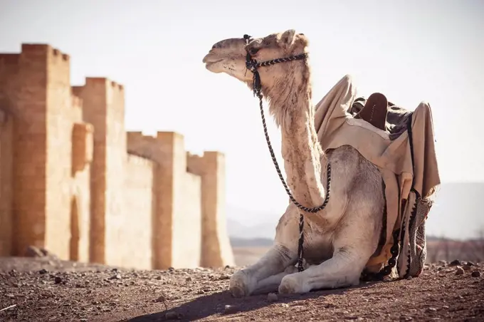 Camel resting outside city walls in desert, Ouarzazate, Souss-Massa-Draa, Morocco