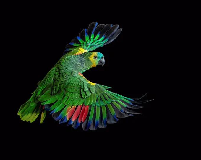 Colorful parrot flying