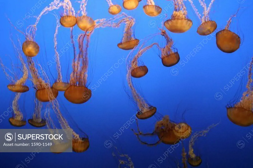 USA, California, Monterey Aquarium, Jellyfish (Sea Nettle)
