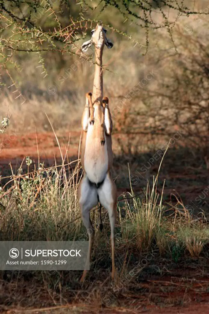 Kenya, Tsavo National Park, Gerenuk Antelope (Litocranius walleri) showing signs of alarm