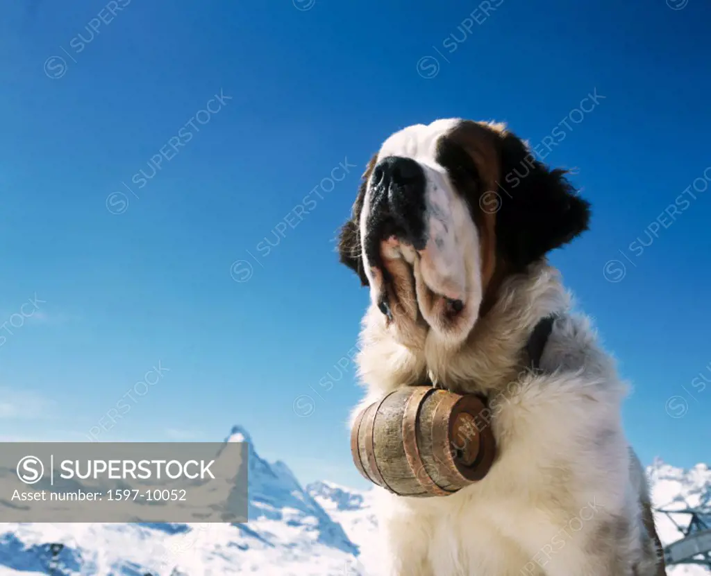 10652729, alpine, Alps, mountains, St. Bernard dog, barrel, dog, Matterhorn, landmark, mountain, Switzerland, Europe, portrait