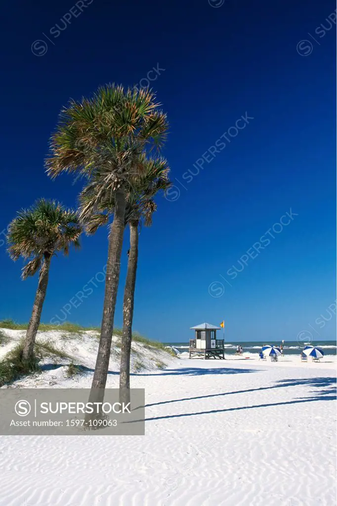Clearwater Beach, St. Petersburg, Florida, USA, America, United States, North America, America, North America, Palm tr