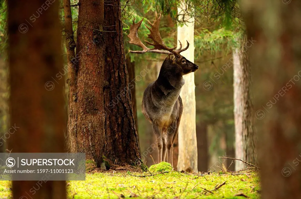 fallow deer, deer, stags, stag, cloven-hoofed animal, antler, Cervid, Dama Dama, autumnal, forest, animal, animals, Germany, Europe,