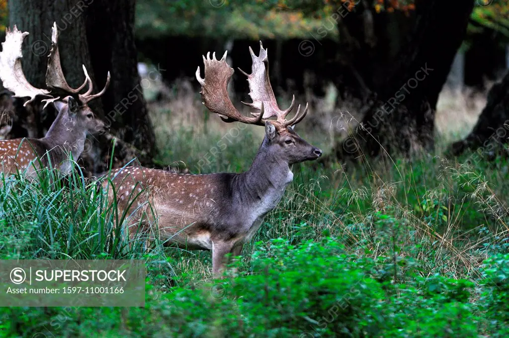 fallow deer, deer, stags, stag, cloven-hoofed animal, antler, Cervid, Dama Dama, antlers, animal, animals, Germany, Europe,