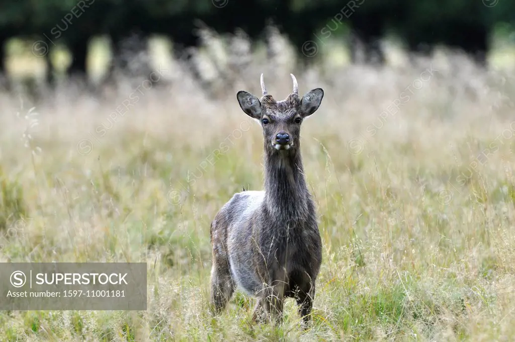 spotted deer, deer, stag, Sika, Cervus nippon, Japanese deer, stags, Asian deer, stags, animal, animals, Germany, Europe,