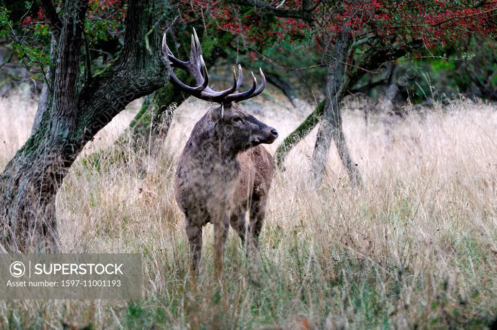 Red deer, antlers, antler, Cervid, Cervus elaphus, deer, stag, stags, hoofed animals, autumn, rut, animal, animals, Germany, Europe,