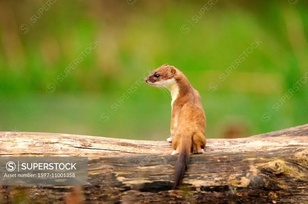 Ermine, spring, big, great, weasel, short tail weasel, Mustela erminea, predator, canids, martens, quickly, animal, animals, Germany, Europe,