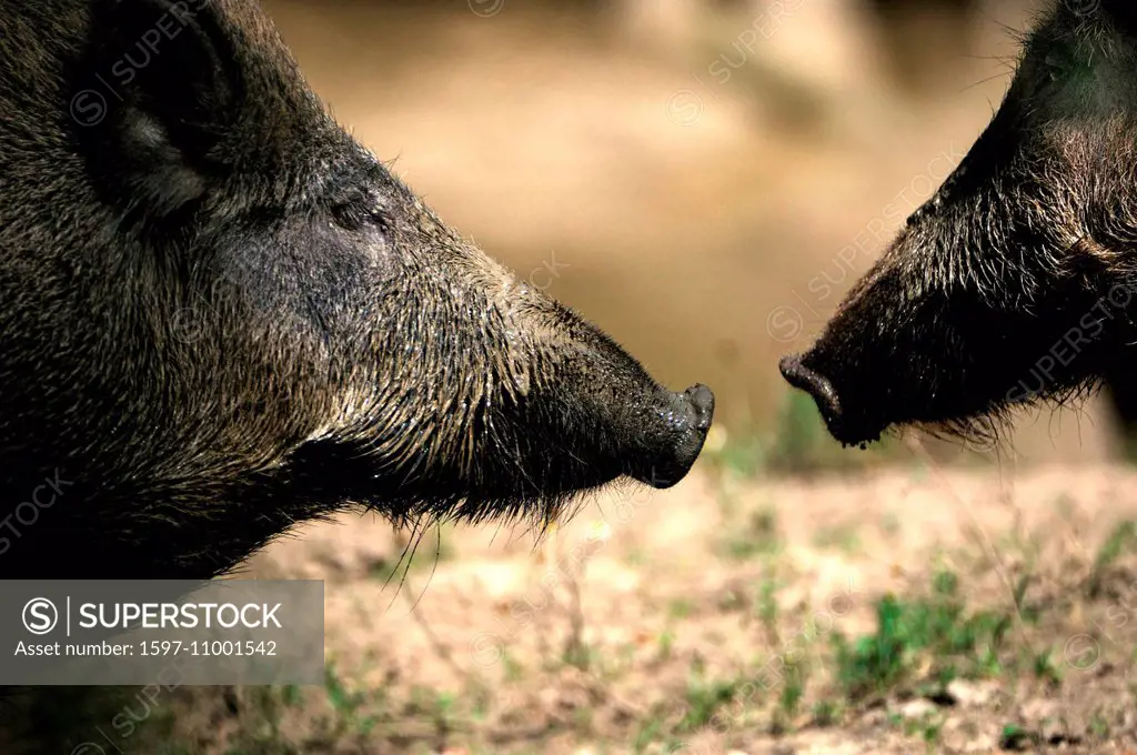 Wild boar, Sus scrofa scrofa, sow, sows, wild boars, cloven-hoofed animal, pigs, pig, vertebrates, mammals, wild sows, animal, animals, Germany, Europ...