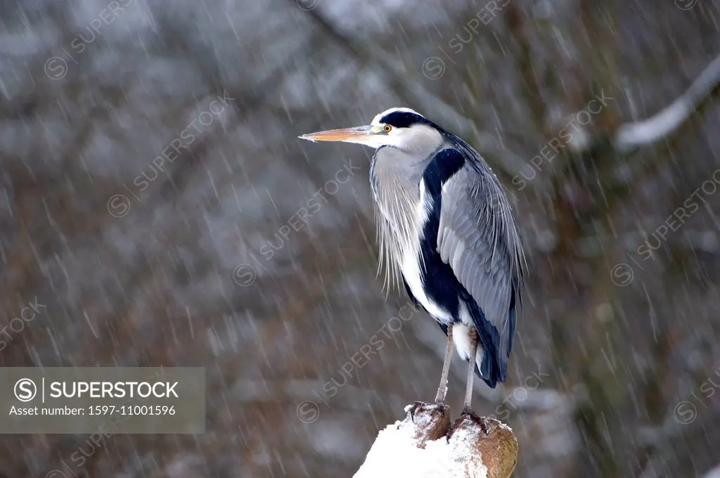 Gray heron, heron, common heron, birds, Ardea cinerea, animal, animals, Germany, Europe,