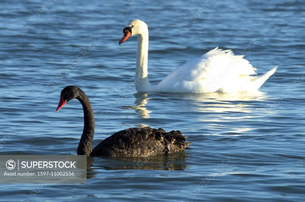 Austria, Vorarlberg, Lake Constance, avian, waterfowl, geese, goose, cygnus, swan, black swan, cygnus atratus, cygnus olor