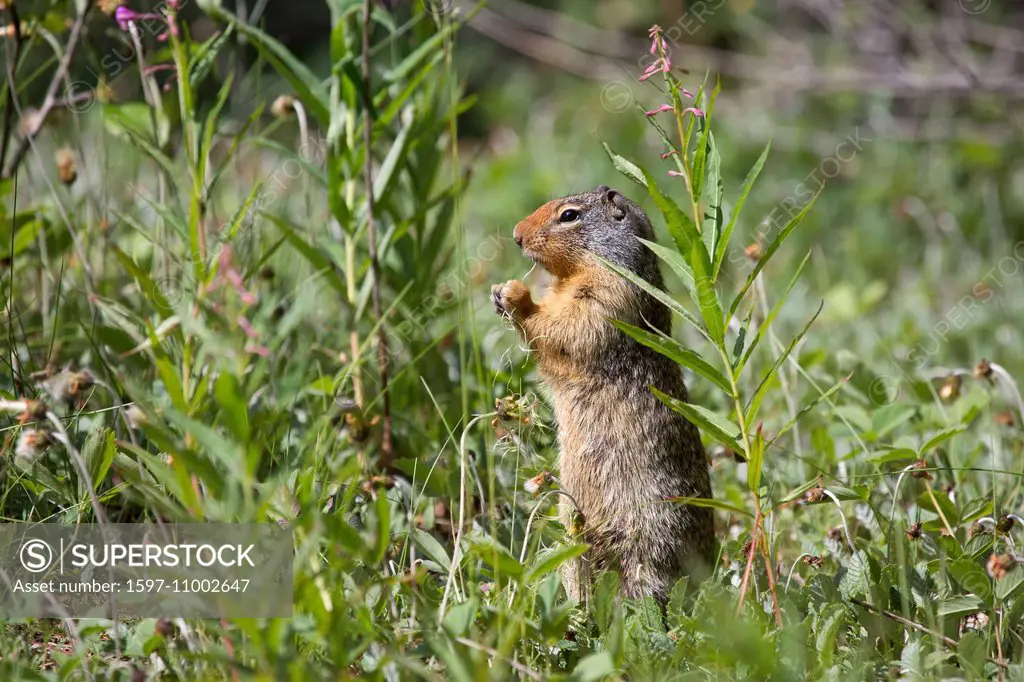 Alberta, Banff, national park, Columbian Ground Squirrel, Ground Squirrel, Canada, rodents, North America, Rocky Mountains, mammals, animals,