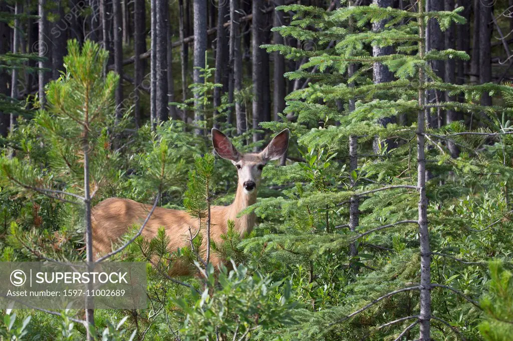 Alberta, black-tailed deer, deer, Jasper, national park, Canada, mule deer, deer, North America, mammals, animals,