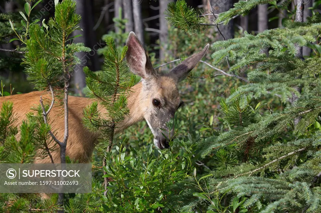 Alberta, black-tailed deer, deer, Jasper, national park, Canada, mule deer, deer, North America, mammals, animals,
