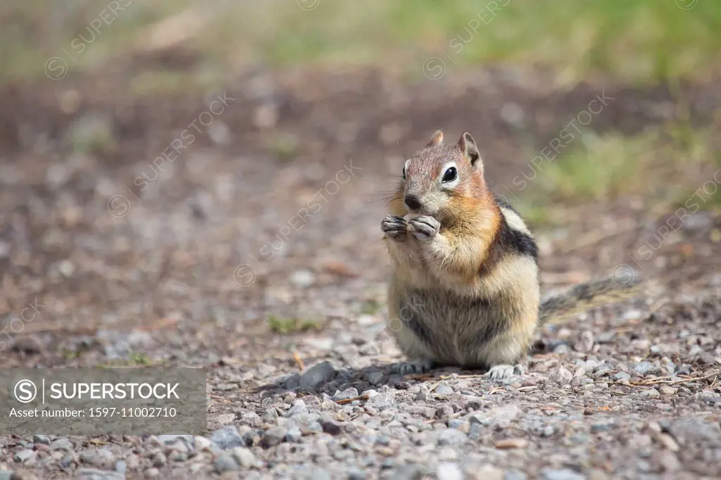 Alberta, Golden Mantled Ground Squirrel, ground squirrel, Jasper, national park, Canada, rodents, North America, mammals, animals,