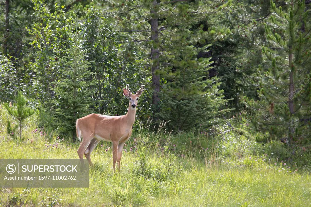Alberta, black-tailed deer, deer, Canada, mule deer, deer, North America, mammals, animals,