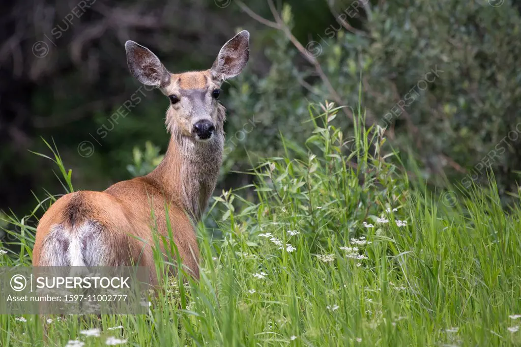 Alberta, black-tailed deer, deer, Canada, mule deer, deer, North America, mammals, animals,