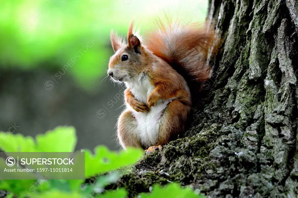 European squirrel, Sciurus vulgaris, squirrel, tree croissant, alpine, red squirrel, animal, animals, Germany, Europe,