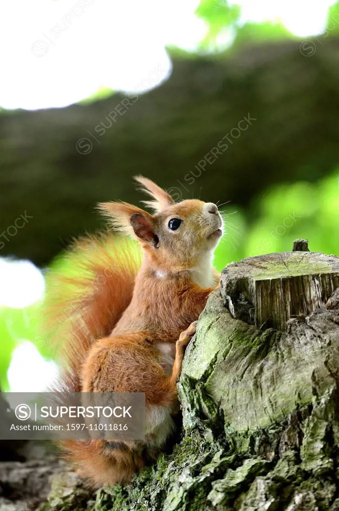 European squirrel, Sciurus vulgaris, squirrel, Bavarian squirrel, alpine, red squirrel, animal, animals, Germany, Europe,