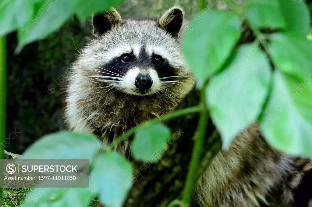 Racoon, canids, predator, small bear, North American racoon, Procyon lotor, racoons, animal, animals, Germany, Europe,