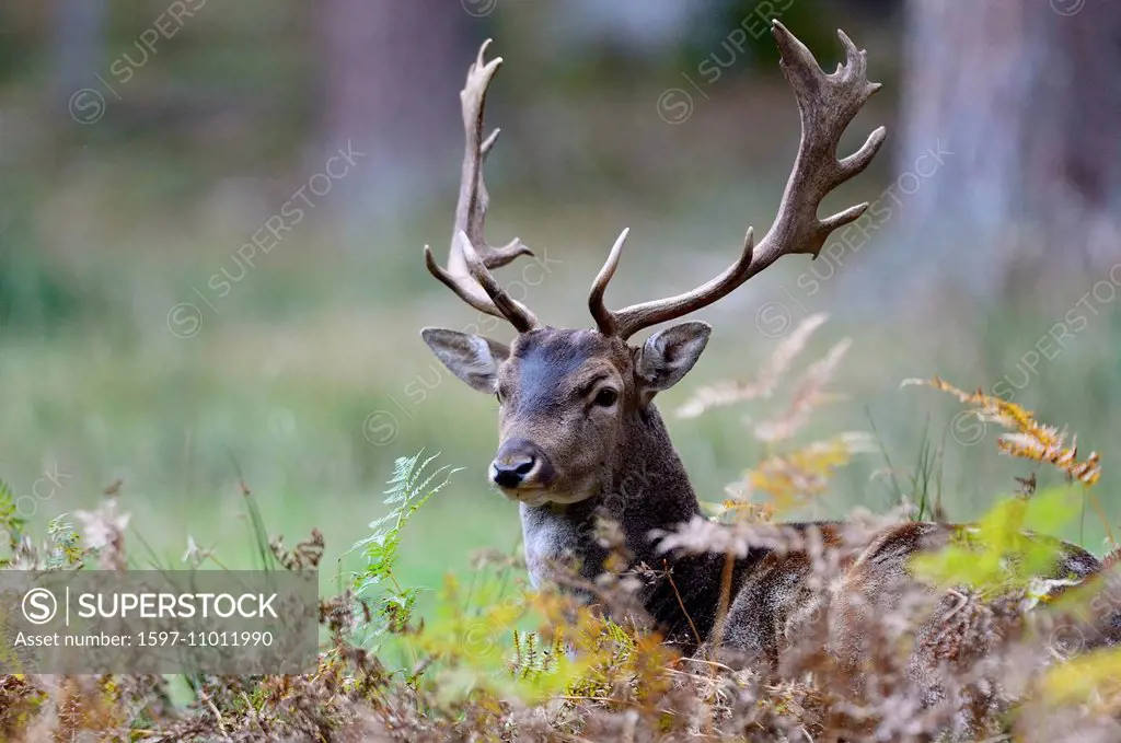 fallow deer, deer, stags, stag, cloven-hoofed animal, antler, Cervid, Dama Dama, winter, winter coat, fallow deer, autumn, animal, animals, Germany, E...