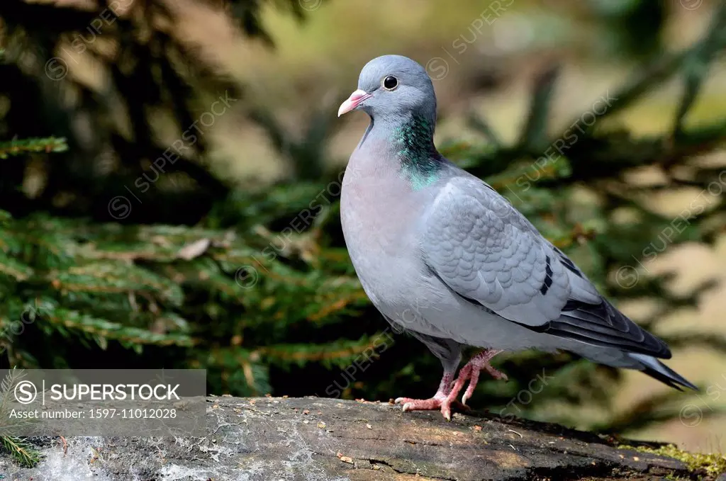 Hollow pigeon, Columba oenas, hollow pigeons, pigeon, pigeons, birds, bird, deaf birds, field pigeons, deaf bird, spring, animal, animals, Germany, Eu...