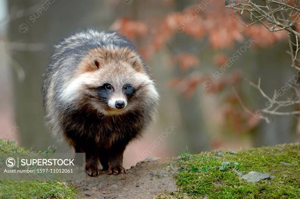 raccoon dog, Enok, Nyctereutes procyonoides, canids, predators, animal, animals, Germany, Europe,