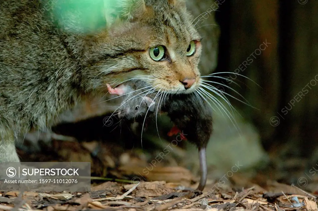 Wildcat, predator game, predator, predators, small cats, cats, cat, wild cats, Felis silvestris, wood, forest, animal, animals, Germany, Europe,