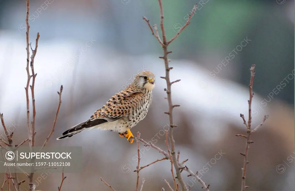 Kestrel, Falco tinnunculus, falcon, raptor, bird of prey, caracaras, bird, birds, animal, animals, Germany, Europe,