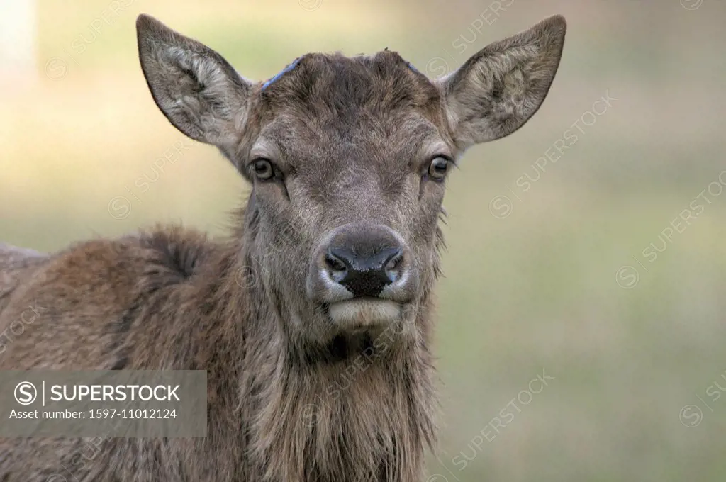Red deer, antlers, antler, Cervid, bast, velvet, deer, spring, dropped, animal, animals, Germany, Europe,