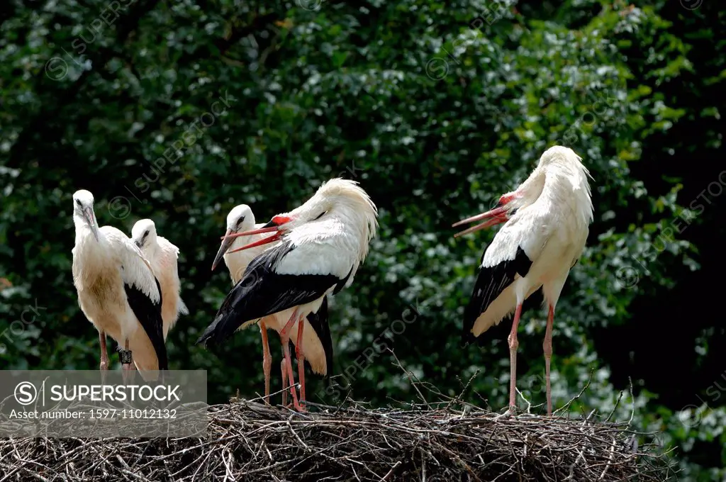 White stork, stork, storks, birds, nest, animal, animals, Germany, Europe,