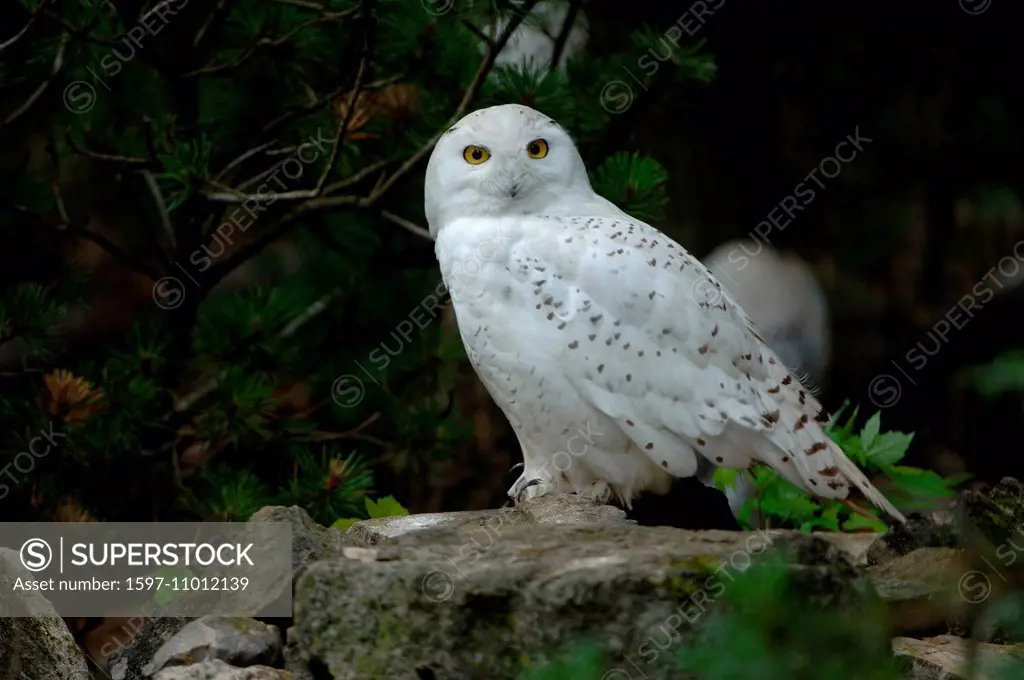 Snowy owl, arctic owl, owl, owls, Nyctea scandiaca, night birds, birds, bird, raptor, bird of prey, animal, animals, Germany, Europe,