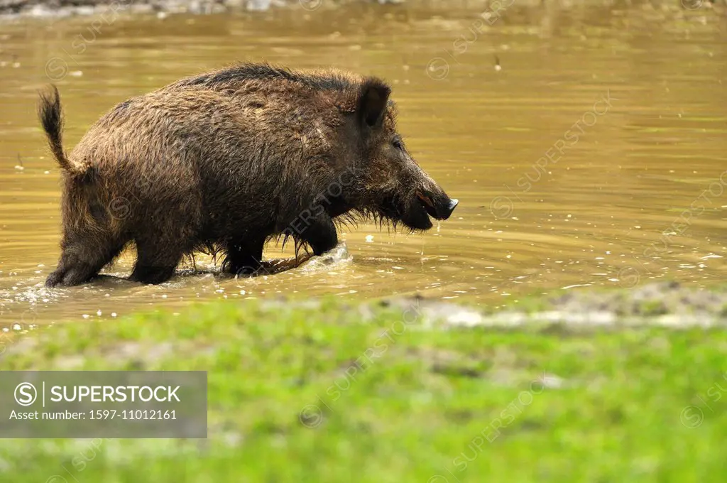 Wild boar, Sus scrofa scrofa, sow, sows, wild boars, cloven-hoofed animal, pigs, pig, vertebrates, mammals, wild boars, forest ponds, wild sow, animal...
