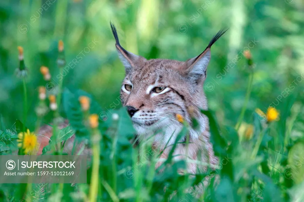 Lynx, cat, big cat, predator, cats, wildcat, big cats, lynxes, fur animals, ambusher, grass, animal, animals, Germany, Europe,