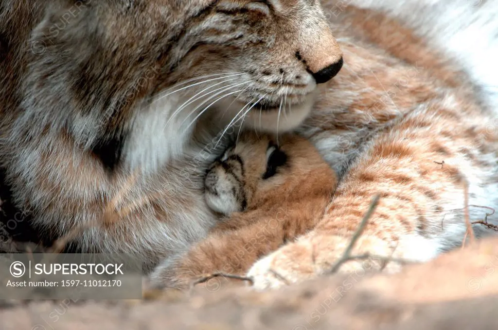 Lynx, cat, big cat, predator, cats, wildcat, big cats, lynxes, fur animals, ambusher, young, animal, animals, Germany, Europe,