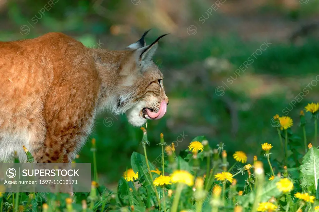 Lynx, cat, big cat, predator, cats, wildcat, big cats, lynxes, fur animals, ambusher, grass, animal, animals, Germany, Europe,