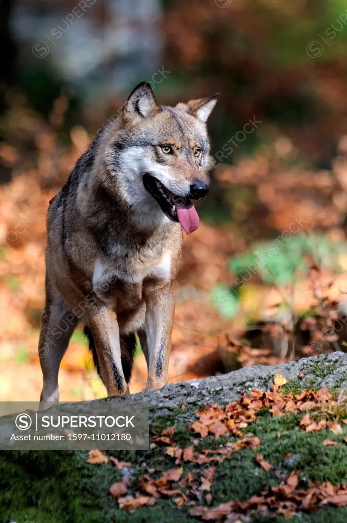Canis lupus, canids, European Wolf, gray wolf, predators, wolves, predator, Wolf, Canine, autumn, animal, animals, Germany, Europe,