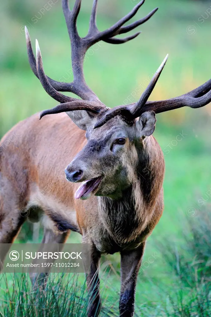 Red deer, antlers, antler, Cervid, Cervus elaphus, deer, stag, stags, hoofed animals, autumn, cloven-hoofed animal, animal, animals, Germany, Europe,