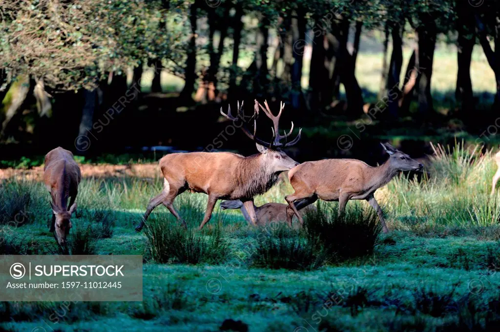 Red deer, antlers, antler, Cervid, Cervus elaphus, deer, stag, stags, hoofed animals, autumn, cloven-hoofed animal, animal, animals, Germany, Europe,