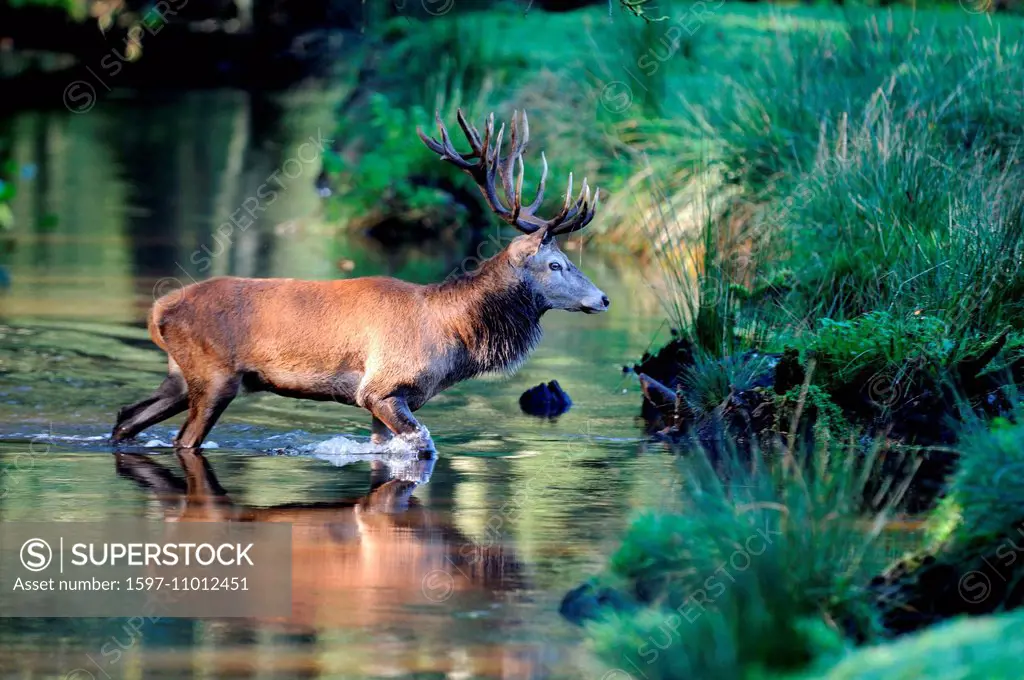 Red deer, antlers, antler, Cervid, Cervus elaphus, deer, stag, stags, hoofed animals, autumn, cloven-hoofed animal, rut, rutting season, animal, anima...