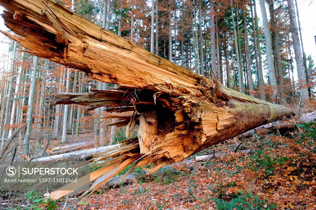 Wind breakage, the Bavarian Forest, forest, damages, bark beetles, forest deaths, tree, Overthrown, trees, broken, animal, animals, Germany, Europe,
