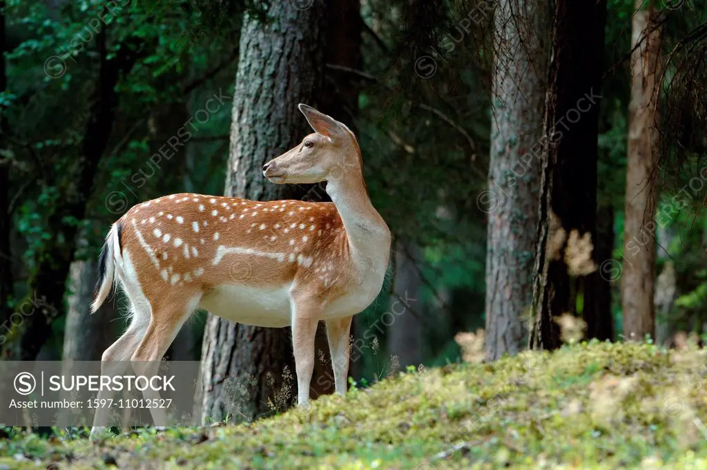 fallow deer, fallow buck, animal, animals, Germany, Europe,