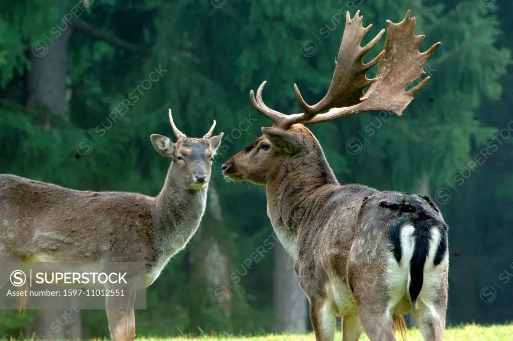 fallow deer, deer, stags, stag, cloven-hoofed animal, antler, Cervid, Dama Dama, animal, animals, Germany, Europe,
