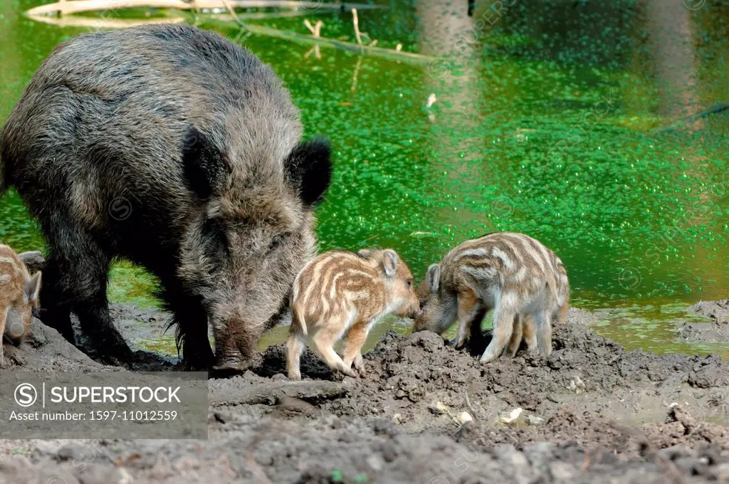 Wild boar, Sus scrofa scrofa, sow, sows, wild boars, cloven-hoofed animal, pigs, pig, vertebrates, mammals, Wallowing, Wild sow, animal, animals, Germ...