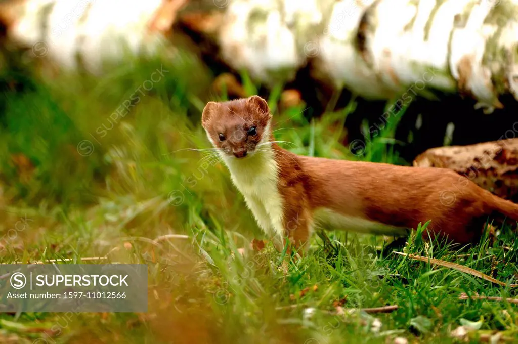 Ermine, spring, big, great, weasel, short tail weasel, Mustela erminea, predator, canids, martens, quickly, animal, animals, Germany, Europe,